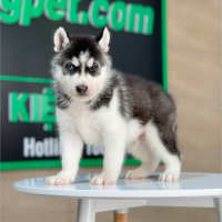 Husky Siberian - Màu Đen Trắng (MS 08)
