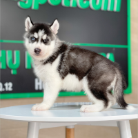 Husky Siberian - Màu Đen Trắng (MS 08)