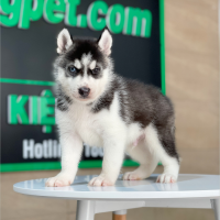 Husky Siberian - Màu Đen Trắng (MS 08)