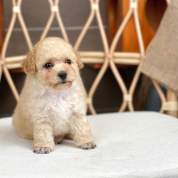 Poodle Toy - Màu Kem (MS 05)