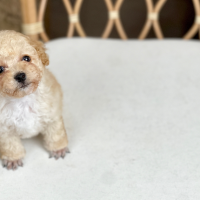 Poodle Toy - Màu Kem (MS 05)