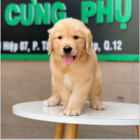 Golden Retriever - Màu Vàng Đậm (MS 11)