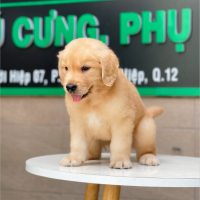 Golden Retriever - Màu Vàng Đậm (MS 11)