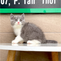 Mèo Anh Lông Ngắn Màu Bicolor Xám Xanh - 10