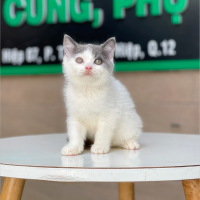 Mèo Anh Lông Ngắn Màu Bicolor Xám Xanh - 11
