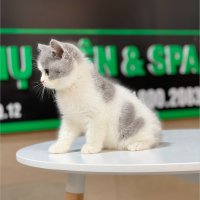 Mèo Anh Lông Ngắn Màu Bicolor Xám Xanh - 27