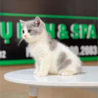 Mèo Anh Lông Ngắn Màu Bicolor Xám Xanh - 27