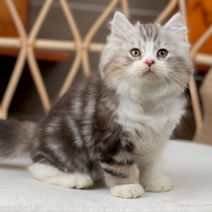 Mèo Anh Lông Dài - Màu Tabby Brown (MS 01)