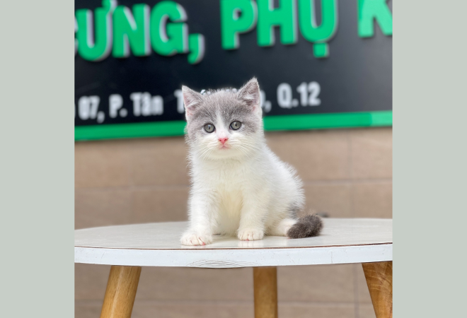 Mèo Anh Lông Ngắn Màu Bicolor Xám Xanh - 13