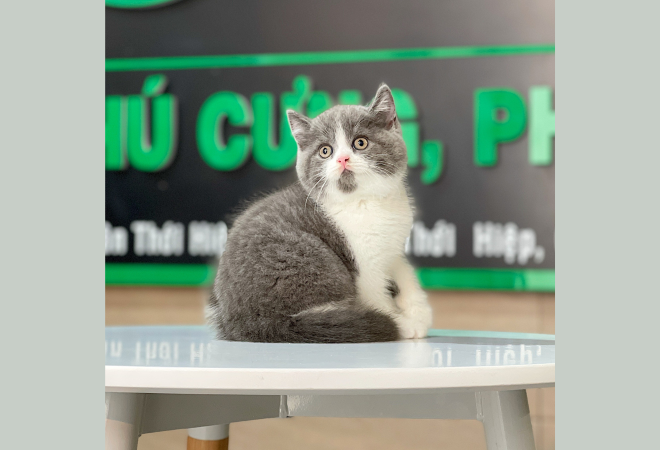 Mèo Anh Lông Ngắn Màu Bicolor Xám Xanh - 18