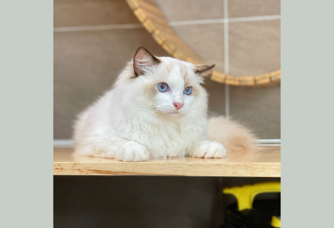 Mèo Ragdoll Màu Blue Bicolor - 10